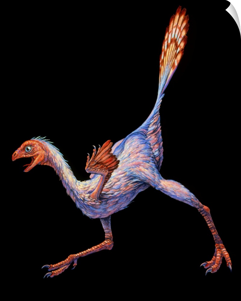 Caudipteryx. Artwork of Caudipteryx sp., a small bird-like dinosaur with feathers. This animal lived in the early Cretaceo...