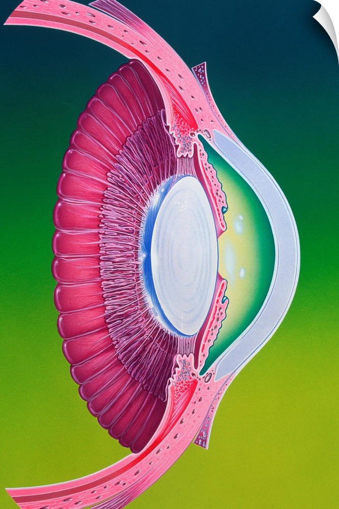 Illustration of the anterior chamber of the eye. Anterior structures in the eyeball focus an image onto the retina nerve c...