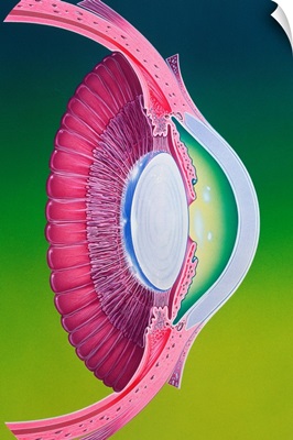 Artwork of eye