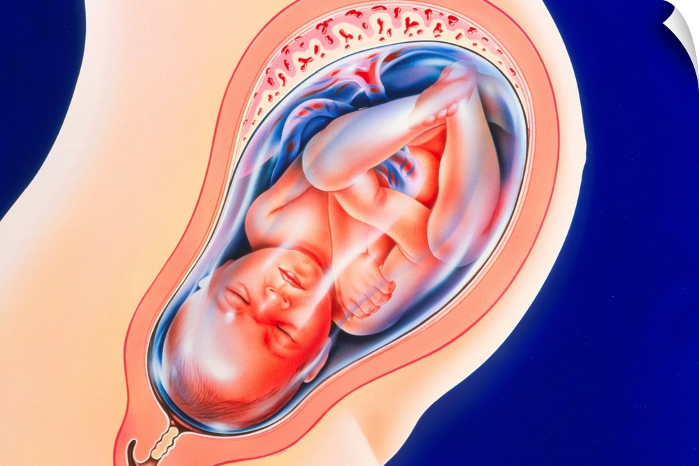 Foetus. Artwork of a foetus in the womb at the 36th week of pregnancy. The foetus develops within the woman's uterus (pink...