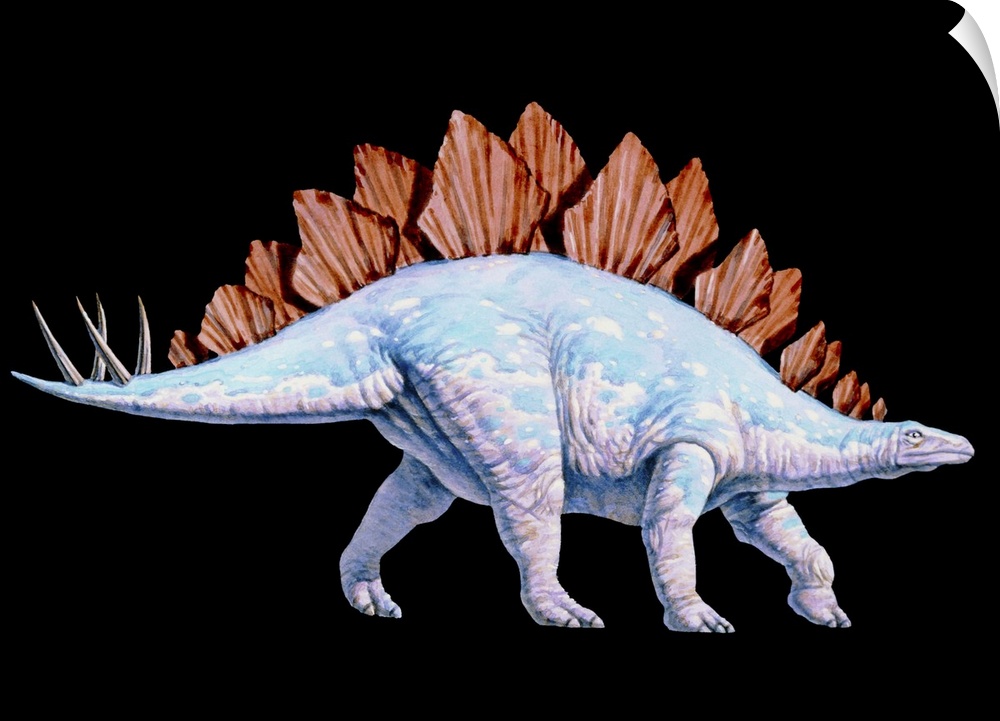 Stegosaurus. Artwork of a Stegosaurus (Stegosaurus sp.) dinosaur. Stegosaurs (\roofed reptiles\) were herbivores that live...