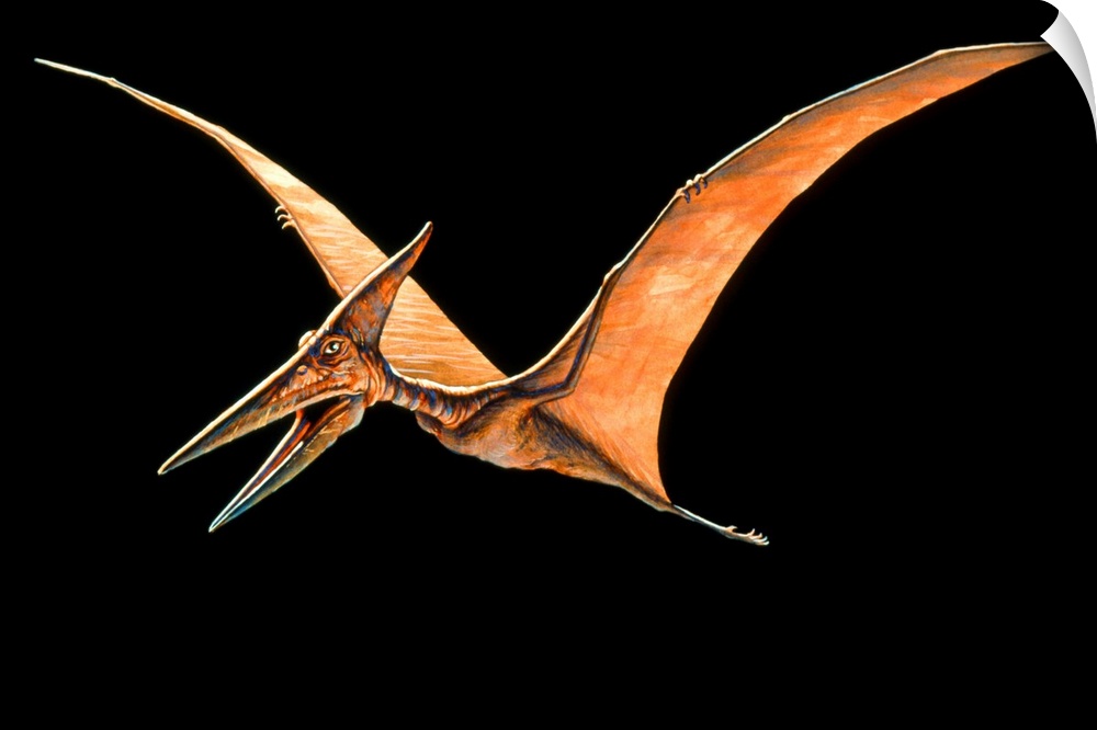 Pteranodon. Artwork of the flying reptile Pteranodon sp.. This genus dates from the Upper Cretaceous period (about 80 mill...