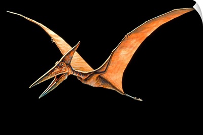 Artwork of the pterosaur, Pteranodon sp