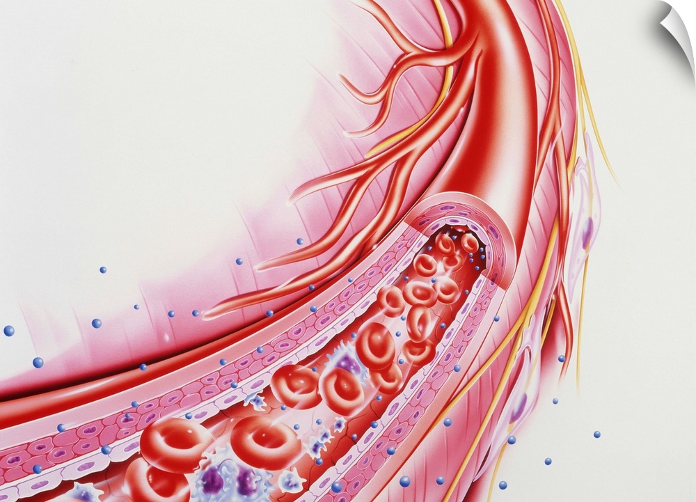 Arteriole. Cut-away illustration of an arteriole carrying red blood cells (red discs), white blood cells (blue/purple) and...