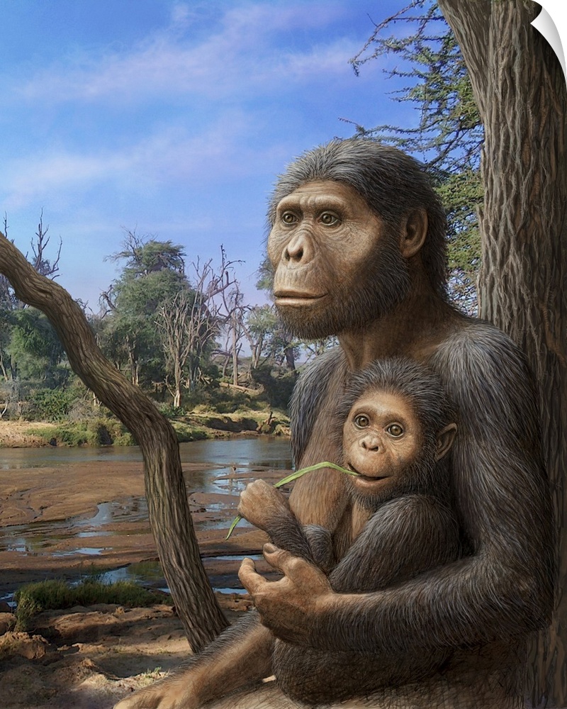 Australopithecus afarensis. Artwork of a female Australopithecus afarensis hominid with her child. This hominid lived betw...