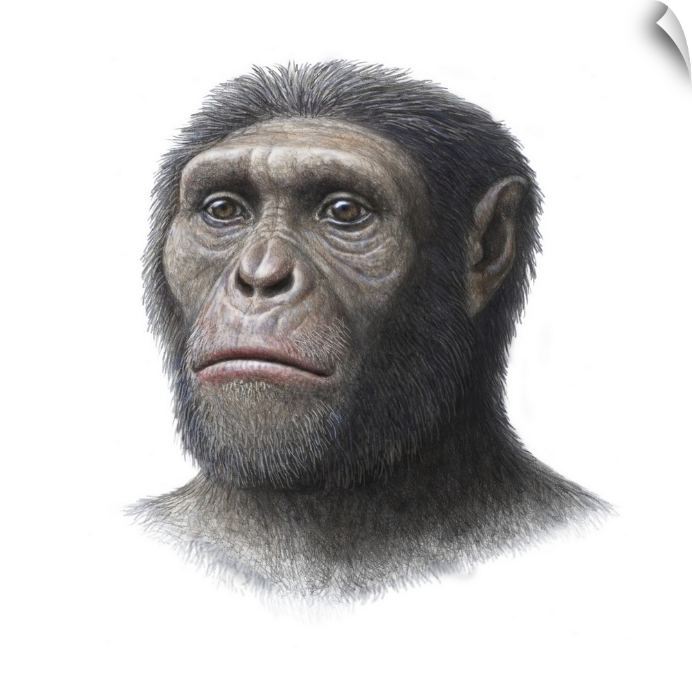 Australopithecus sediba. Artwork of the head of a juvenile male Australopithecus sediba hominid, which lived in Southern A...