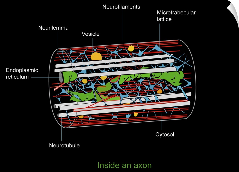Axon anatomy. Diagram of the anatomical structure of an axon, the main extension (dendrite) of a nerve cell. Cellular comp...