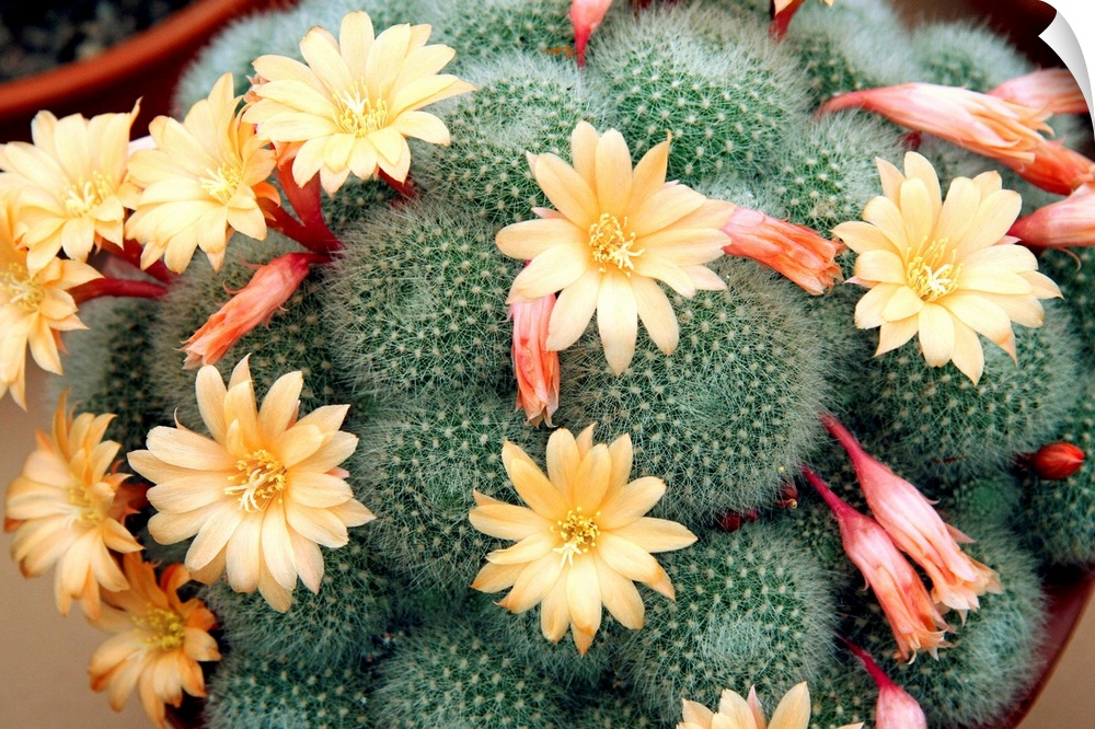 Aylostera cactus (Aylostera 'Apricot Ice').