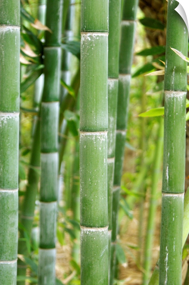 Bamboo stems (Phyllostachys sp.). Photographed in the Majorelle Garden, Marrakech, Morocco.
