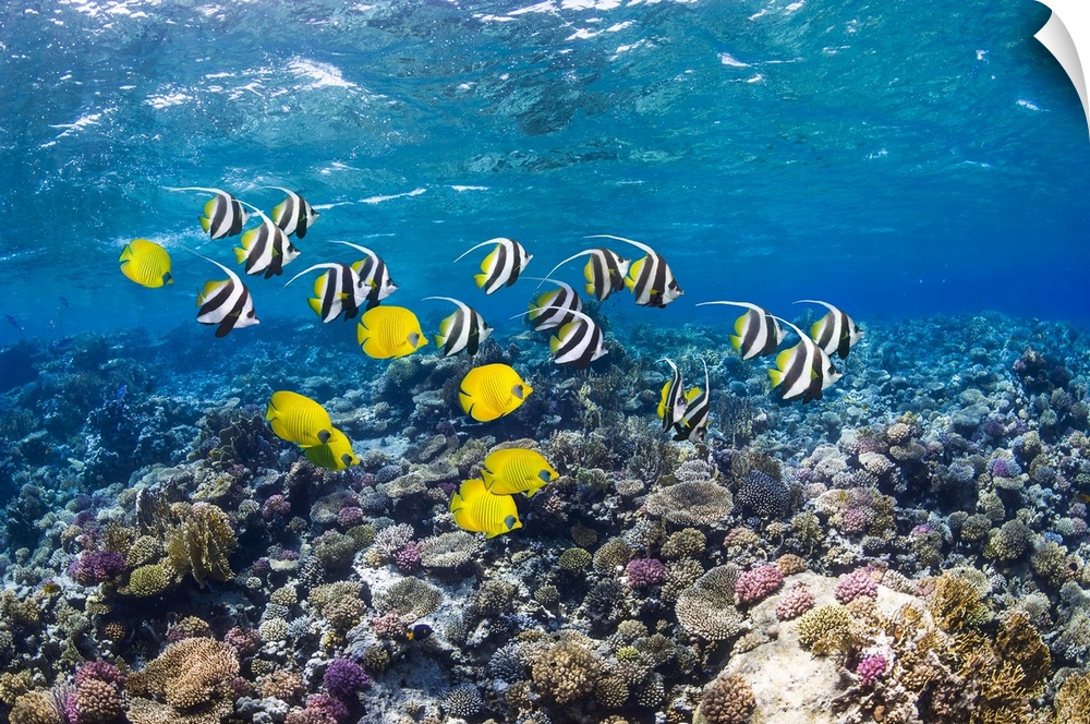 Bannerfish and butterflyfish on a reef. Red Sea bannerfish (Heniochus intermedius, striped) and golden butterflyfish (Chae...