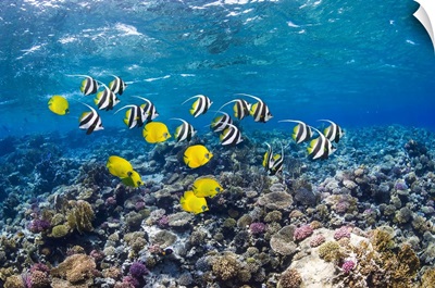Bannerfish And Butterflyfish On A Reef