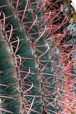 Barrel Cactus (Ferocactus wislizenii)