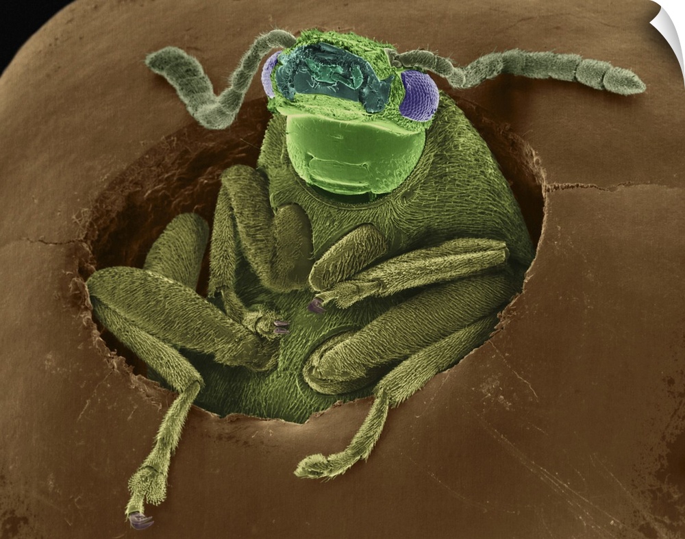 Coloured scanning electron micrograph (SEM) of Bean weevil emerging from a bean seed (Acanthoscelides obtectus). Acanthosc...