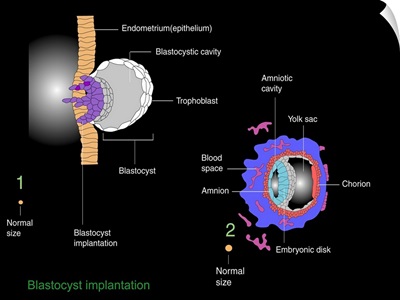 Blastocyst implantation, diagram