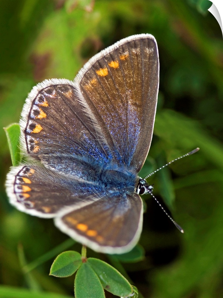 An example of a common Blue butterfly (Polyommatus icarus) which is widely distributed throughout the UK. Like most 'blues...