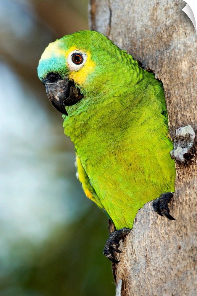 Blue-fronted parrot (Amazona aestiva), emerging from a tree hole. This parrot nests in tree cavities. It is found in woodl...