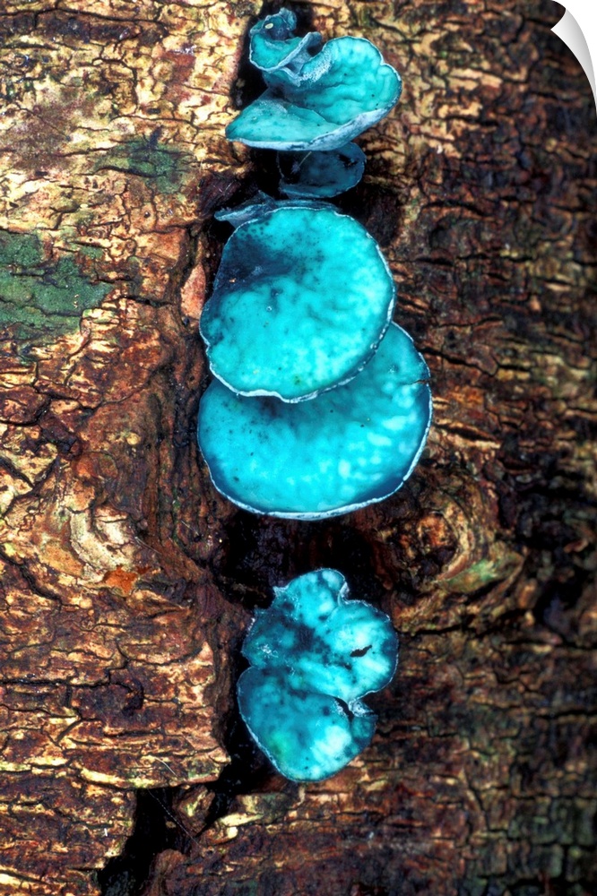 Blue stain fungi (Chlorociboria aeruginascens) on rotting wood. This inedible fungus stains the wood it grows on a blue-gr...