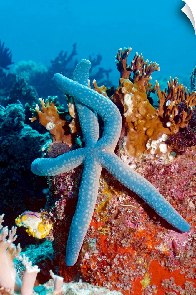 Blue starfish (Linckia laevigata) on corals. This starfish is found in the Indo-Pacific region. Photographed off Komodo, I...