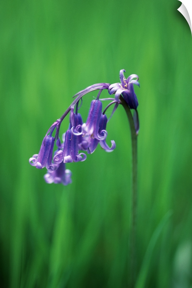 Bluebell flower (Hyacinthoides non-scripta). This perennial plant flowers in spring, and is found throughout the British I...