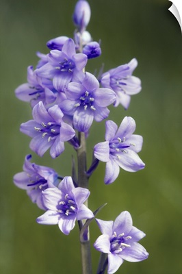 Bluebells (Hyacinthoides non-scripta)