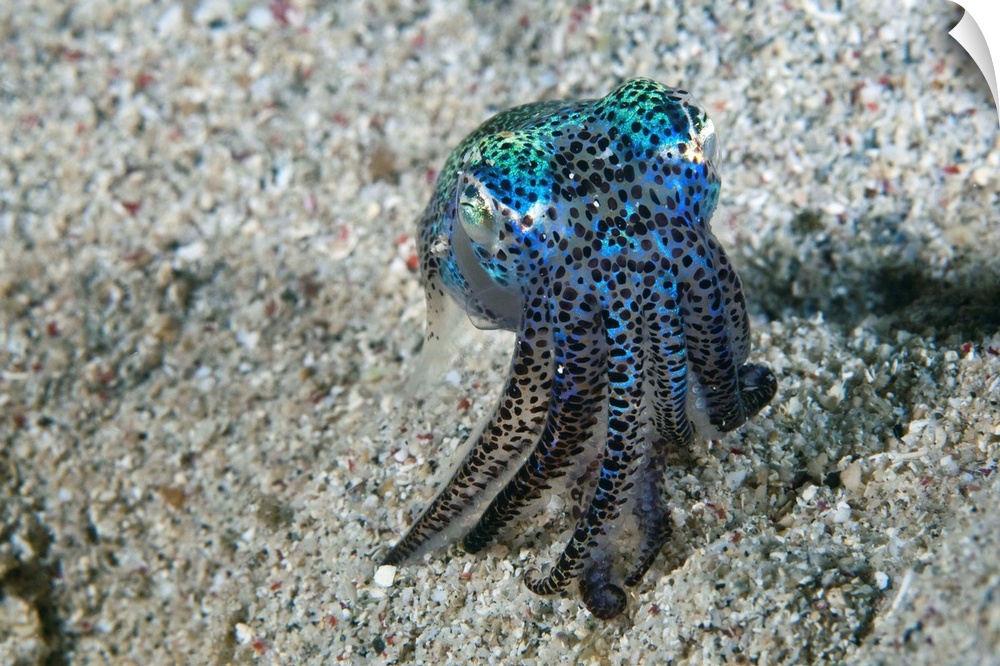 Bobtail squid (order Sepiolida) on the seabed. Like all squid, bobtail squid have small sacs of pigment beneath the surfac...