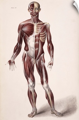 Body musculature