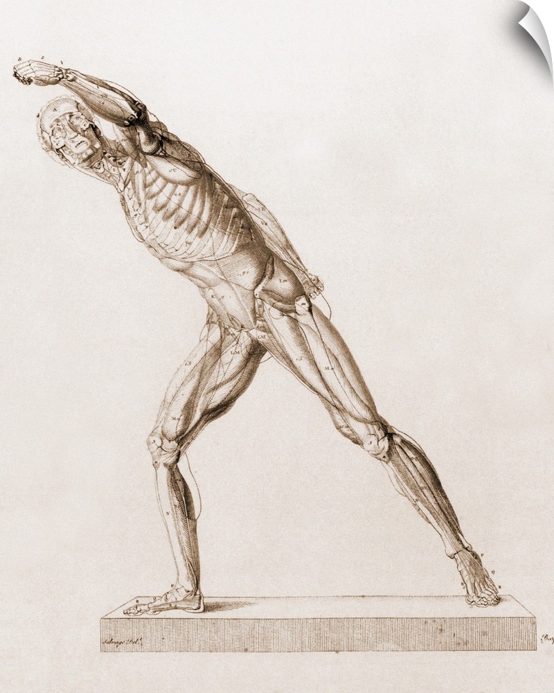 Body musculature. Historical artwork of the muscles of the body. Some of the outer layers of muscles have been removed to ...
