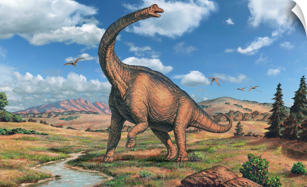 Brachiosaurus dinosaur, artwork. Brachiosaurus was the tallest dinosaur, standing up to 16 metres tall. It could weigh up ...