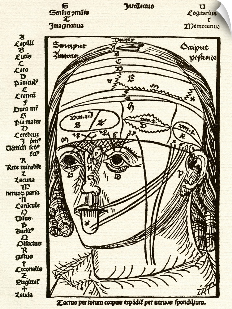 Brain anatomy. 16th century diagram of the anatomy of the human brain and the nerves associated with the senses of hearing...
