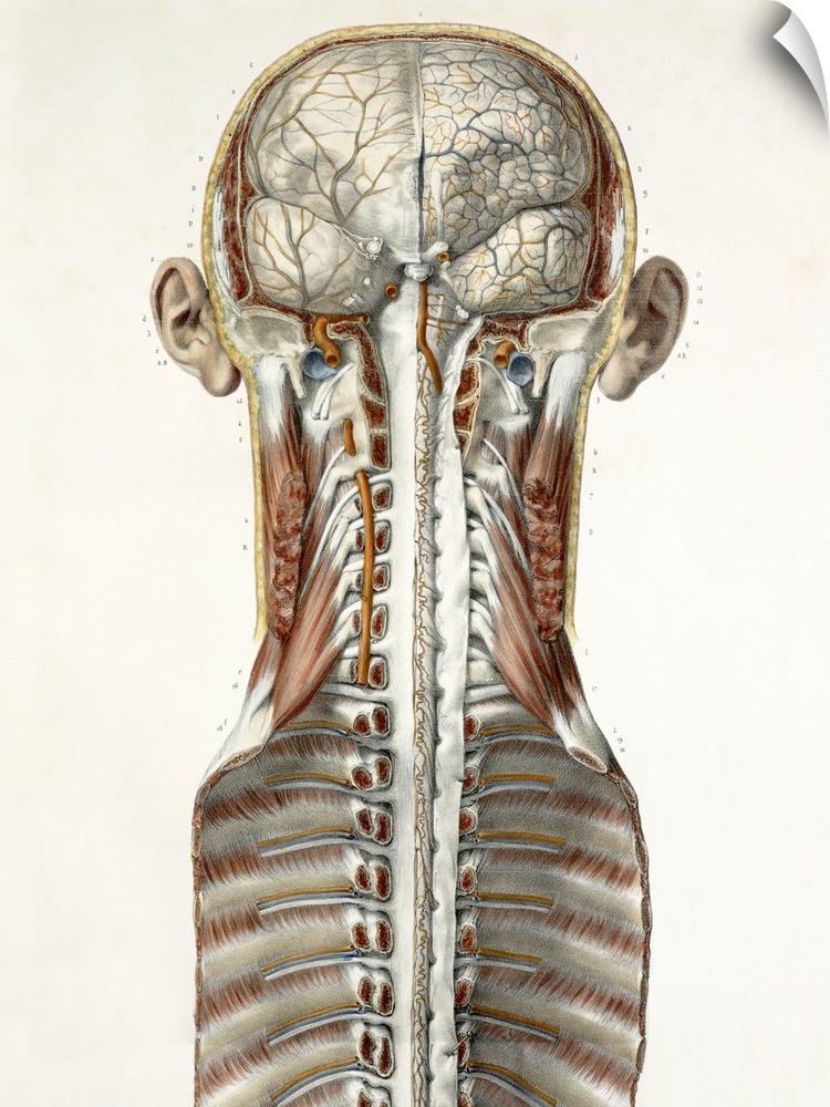 Brain and spinal cord. This anatomical artwork is half of plate 1 from volume 3 (1844) of 'Traite complet de l'anatomie de...