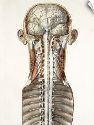 Brain and spinal cord, 1844 artwork