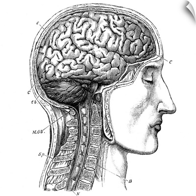 Brain antomy, 19th century artwork