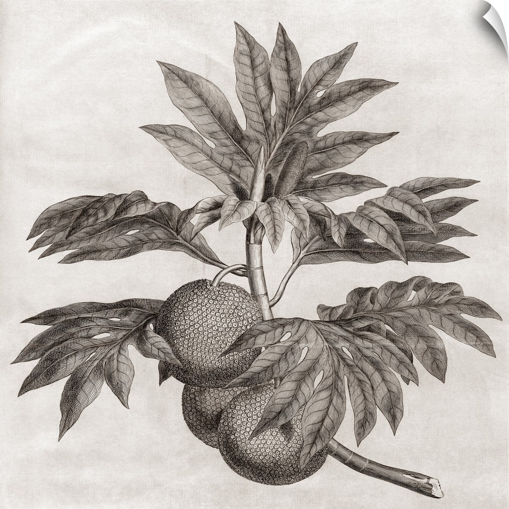 Breadfruit. Engraving of breadfruit, the fruit of the breadfruit tree (Artocarpus altilis). The breadfruit is a staple foo...