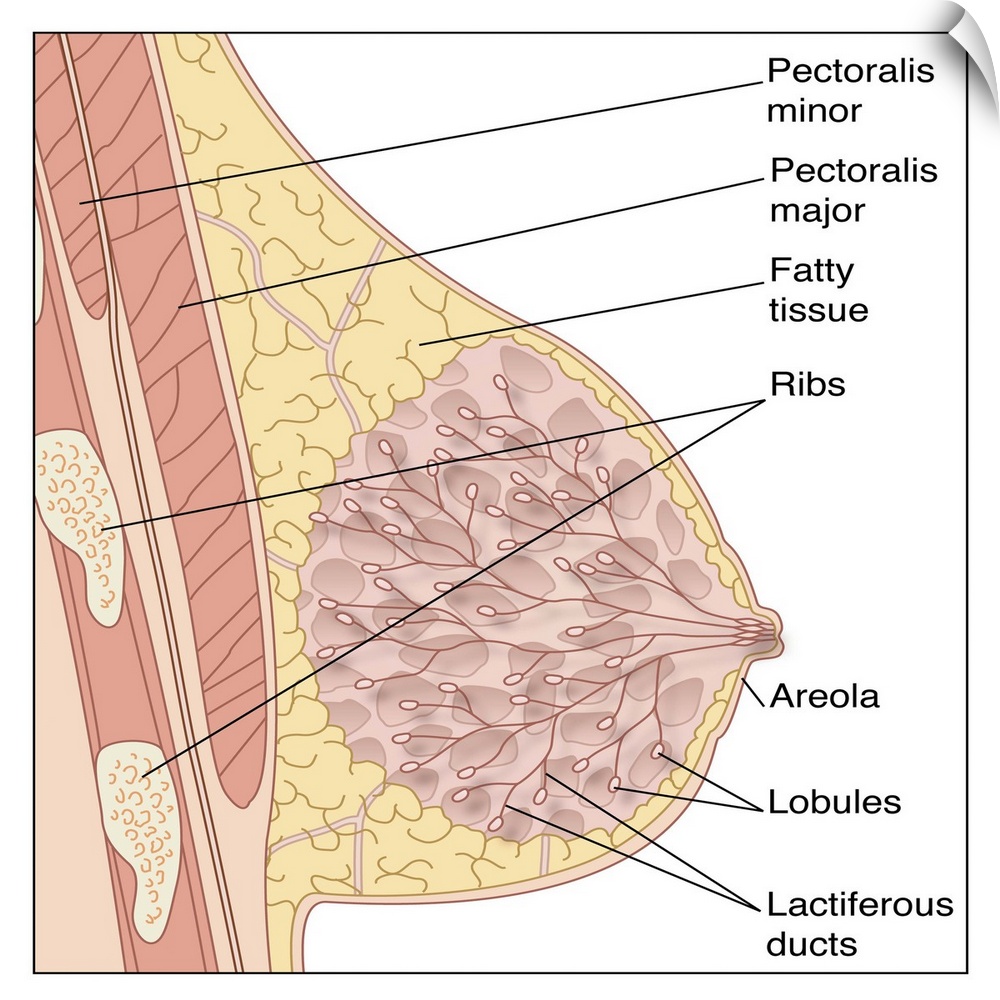 Breast anatomy. Artwork of a vertical cross-section through a female breast seen from the side. At lefht are the ribs are ...