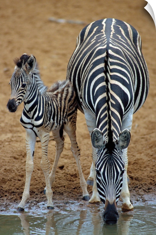 Burchell's zebra (Equus burchelli) mother and foal at a watering hole. Zebra are wild horses that live on the vast open pl...