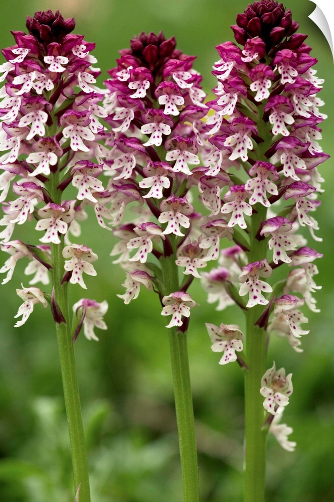 Burnt orchid (Orchis ustulata) flowers.