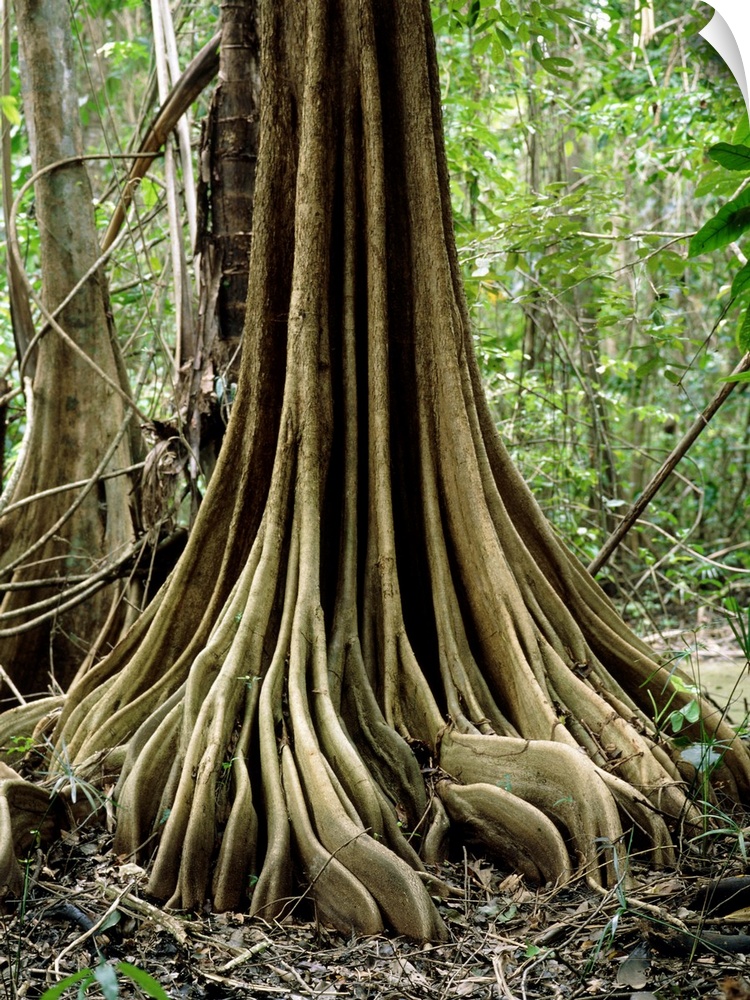 Buttress roots on an unidentified tree in the Nariva freshwater swamp, Trinidad. The roots arise from the trunk above soil...