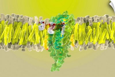 Cannabinoid receptor binding, artwork