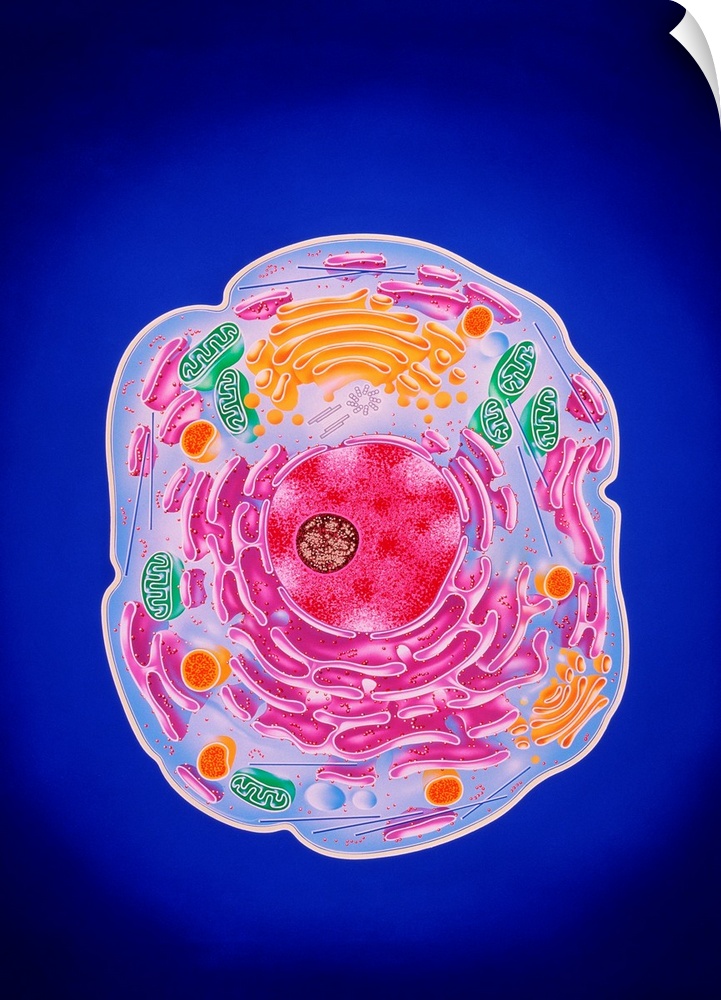 Cell structure. Illustration of the ultrastructure of a typical cell. Components of this cell are in three-dimensions and ...