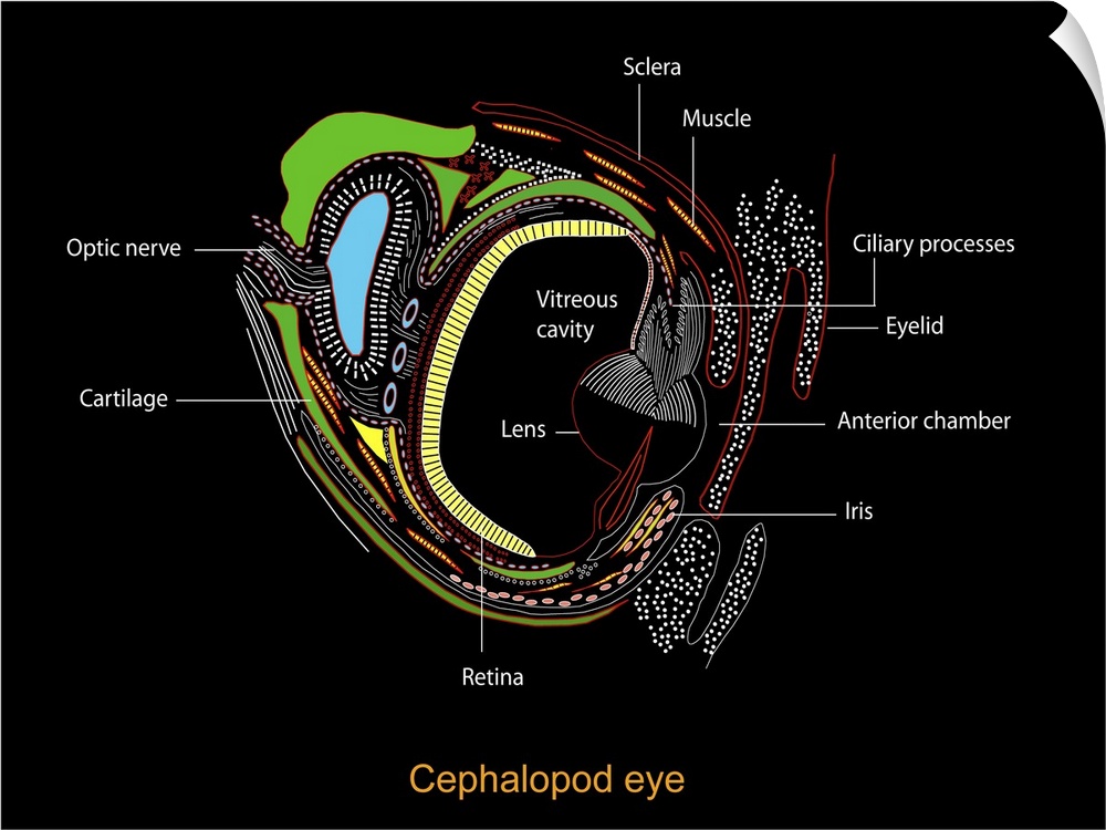 Cephalopd eye. Computer artwork showing a cross-section through the eye of a cephalopod. The cephalopod eye is very simila...
