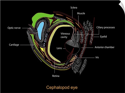 Cephalopd eye, artwork