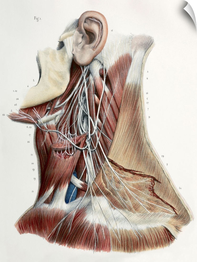 Cervical spinal nerves. This anatomical artwork is figure 1, plate 47 from volume 3 (1844) of 'Traite complet de l'anatomi...