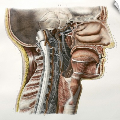 Cervical spinal nerves, 1844 artwork