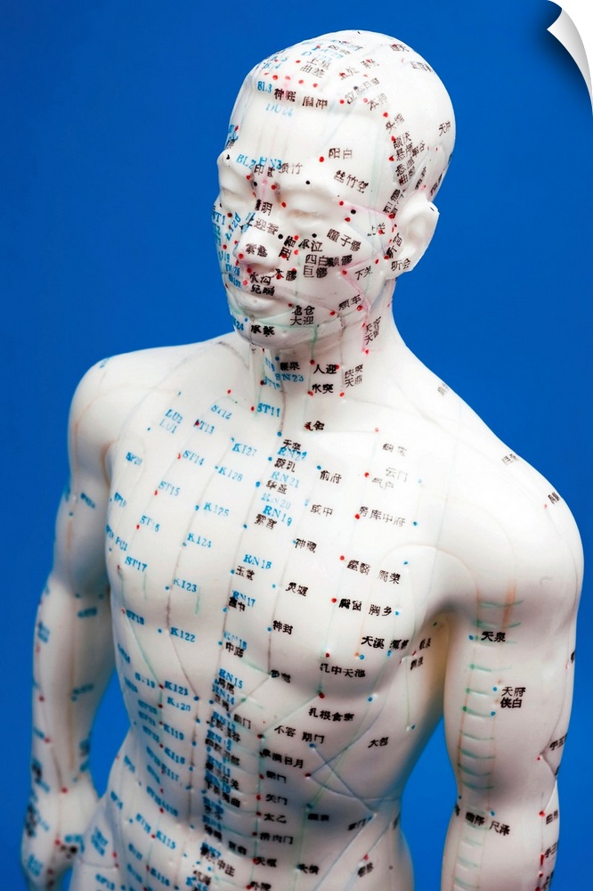 Chinese acupuncture model. Front view of a male Chinese acupuncture model, with marking and numbers and Chinese labels to ...