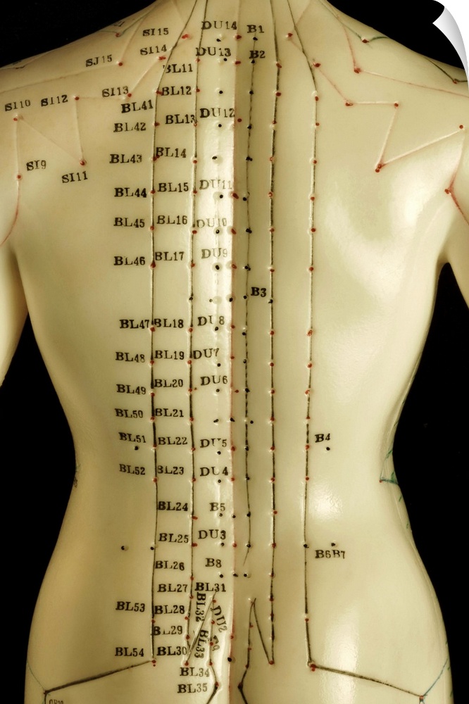 Chinese acupuncture model. Back of a Chinese acupuncture model, with marking and numbers and labels to show the acupunctur...