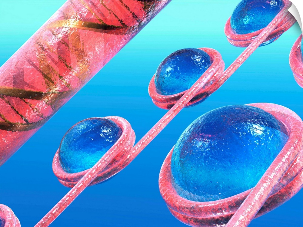 Chromatin beads. Computer artwork of strands of DNA (deoxyribonucleic acid, pink) coiled around histone cores (blue) to fo...