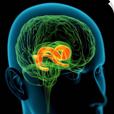 Cingulate gyrus in the brain, artwork