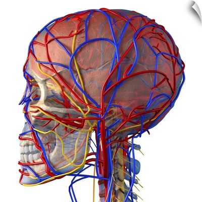Circulatory system and brain, artwork