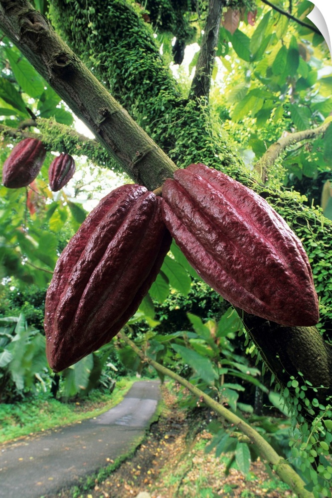 Cocoa pods growing on the branch of a cacao or chocolate tree (Theobroma cacao). The pods contain the cocoa beans (seeds) ...