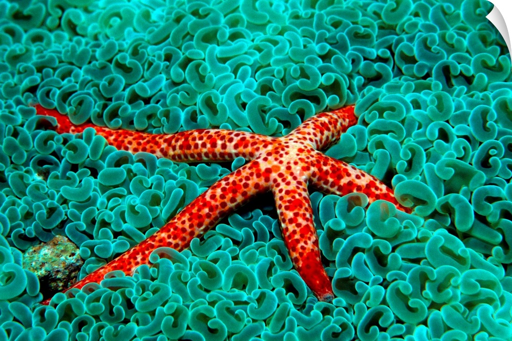 Vibrant sea star laying amongst cool toned coral.
